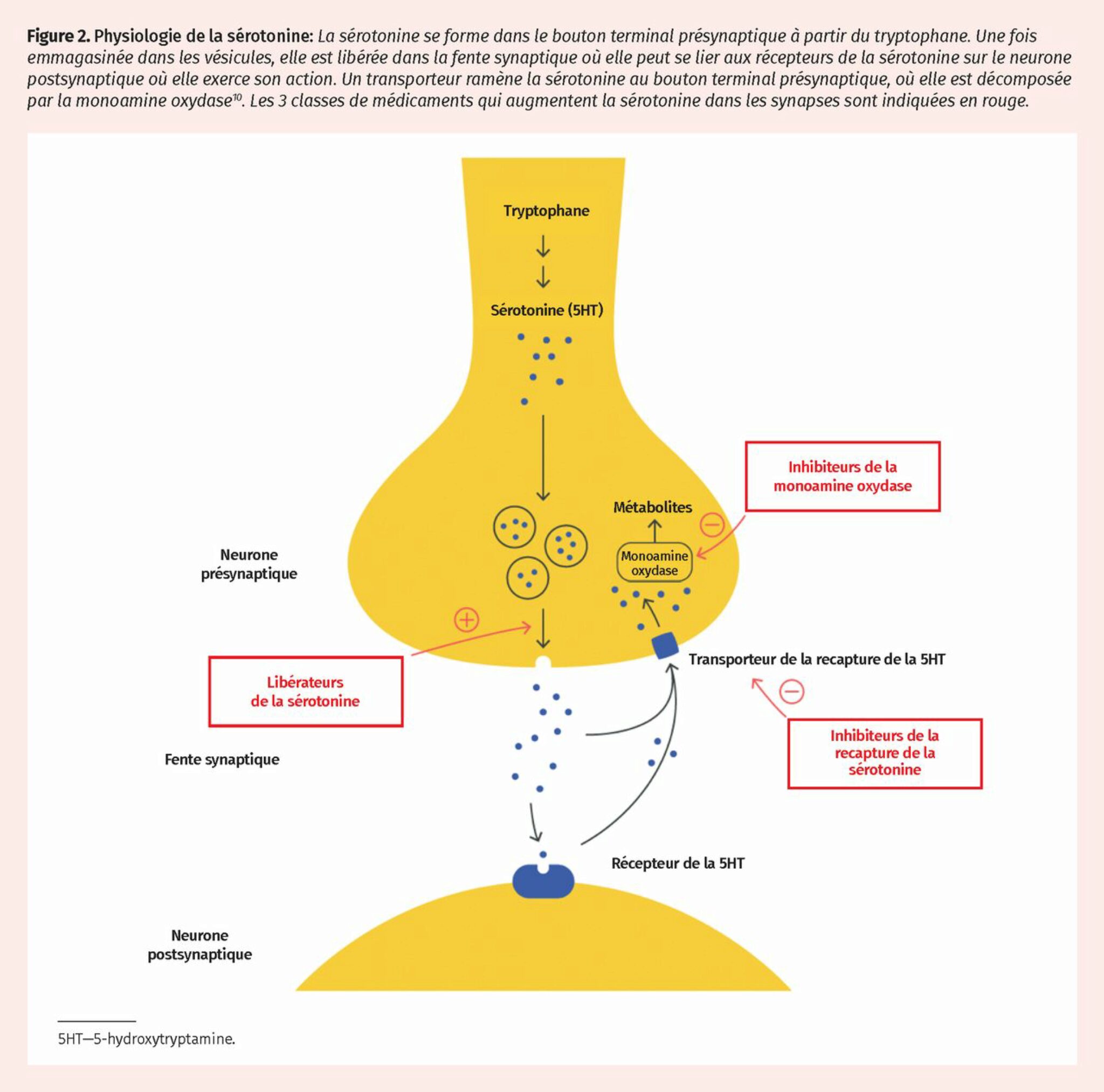 Inhibiteurs De La Monoamine Oxydase IMAO. Le Guide Complet